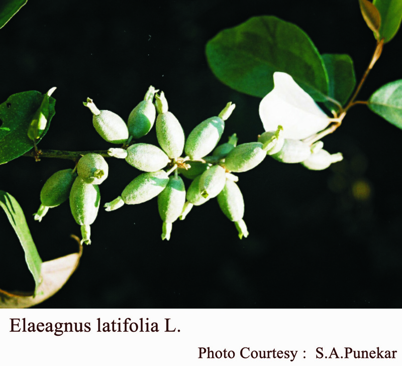 Elaeagnus latifolia L.